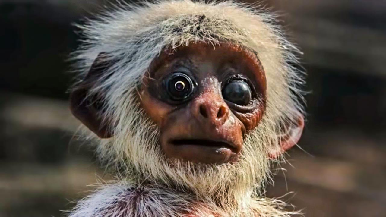 جاسازی حرفه‌ای دوربین در بدن حیوانات برای ساخت مستندهای میخکوب کننده حیات‌ وحش + فیلم