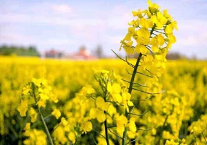 خرید بیش از ۱۸۰۰ تُن کلزا از کشاورزان لرستانی