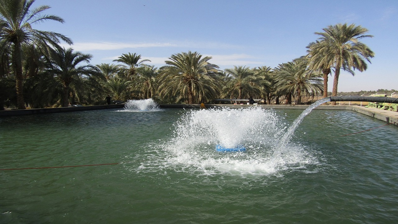 تأمین ۳۰۰ هزار قطعه بچه ماهی کپور برای آبزی پروران