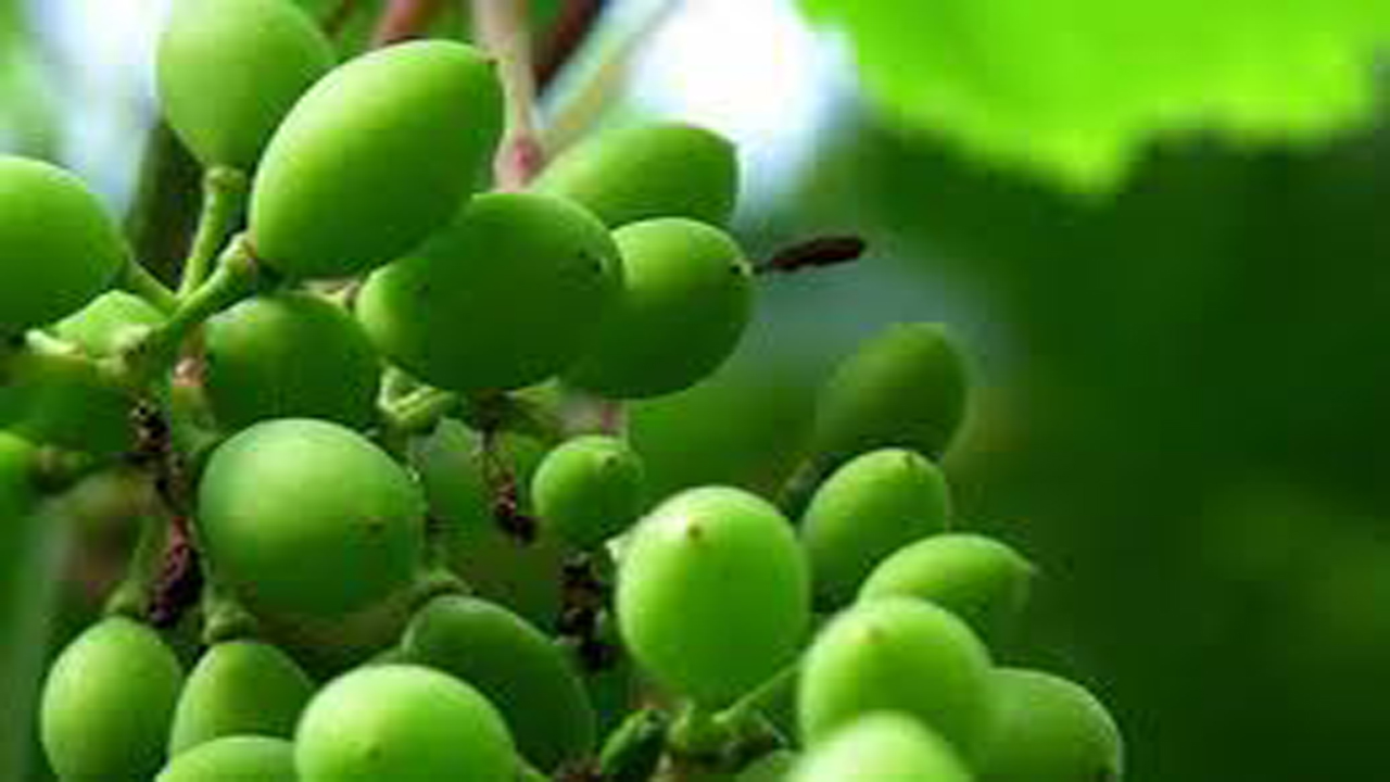 برداشت غوره دیم در کامفیروز