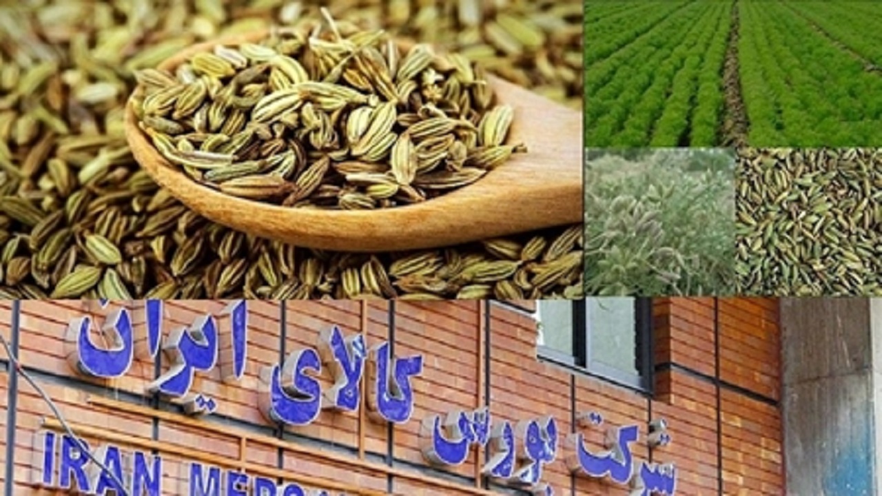 زیره‌کاران محصول خود را در بورس عرضه می‌کنند
