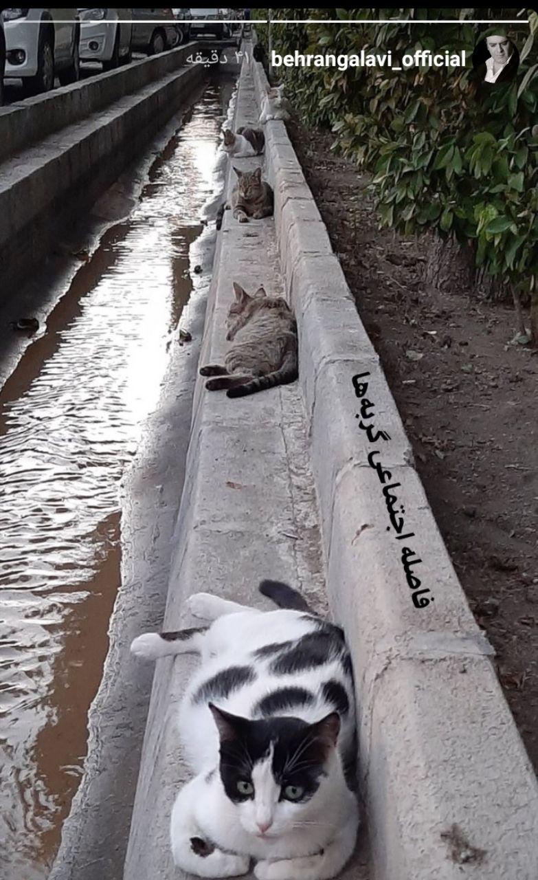 فاصله گذاری اجتماعی گربه ها