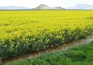 خرید تضمینی بیش ۹۰۰ تن دانه روغنی کلزا در اسلام آباد غرب