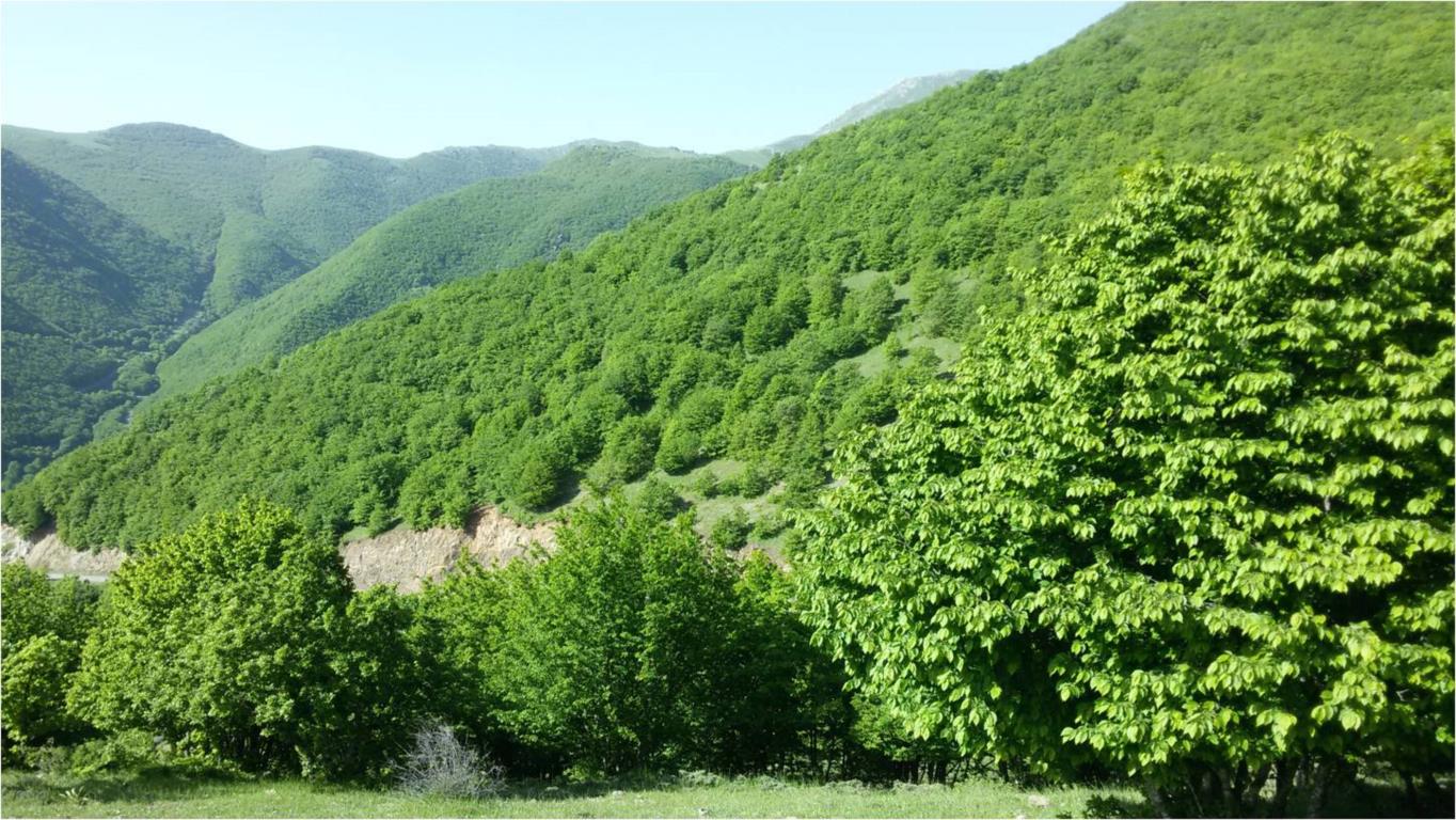 توسعه&zwnj;ی هزار هکتاری جنگلکاری در استان همدان