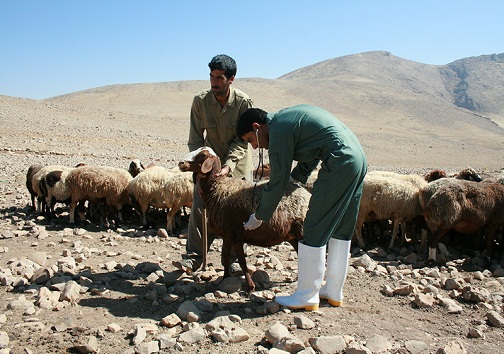 خدمات رایگان دامپزشکی در مناطق کمتر برخوردار استان