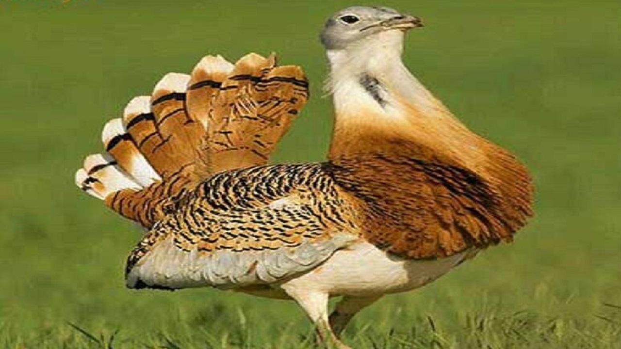 ساخت تندیس میش مرغ در بوکان به پایان رسید
