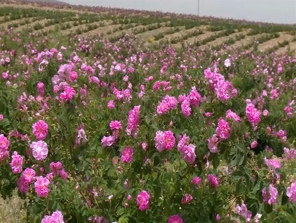پیش بینی برداشت ۴۵۰ تن گل محمدی در استان همدان