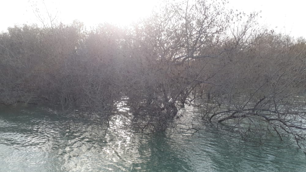 خشک شدن جنگل های حرا در تالاب میناب