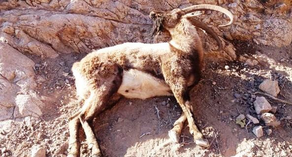 طاعونِ مرگ در پارک کلاه قاضی اصفهان