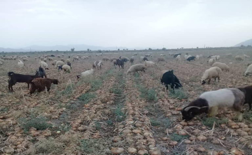 کرونا کام کشاورزان جنوب را تلخ کرد