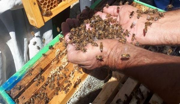 تولید عسل به روش اصلاح نژاد در جاجرم