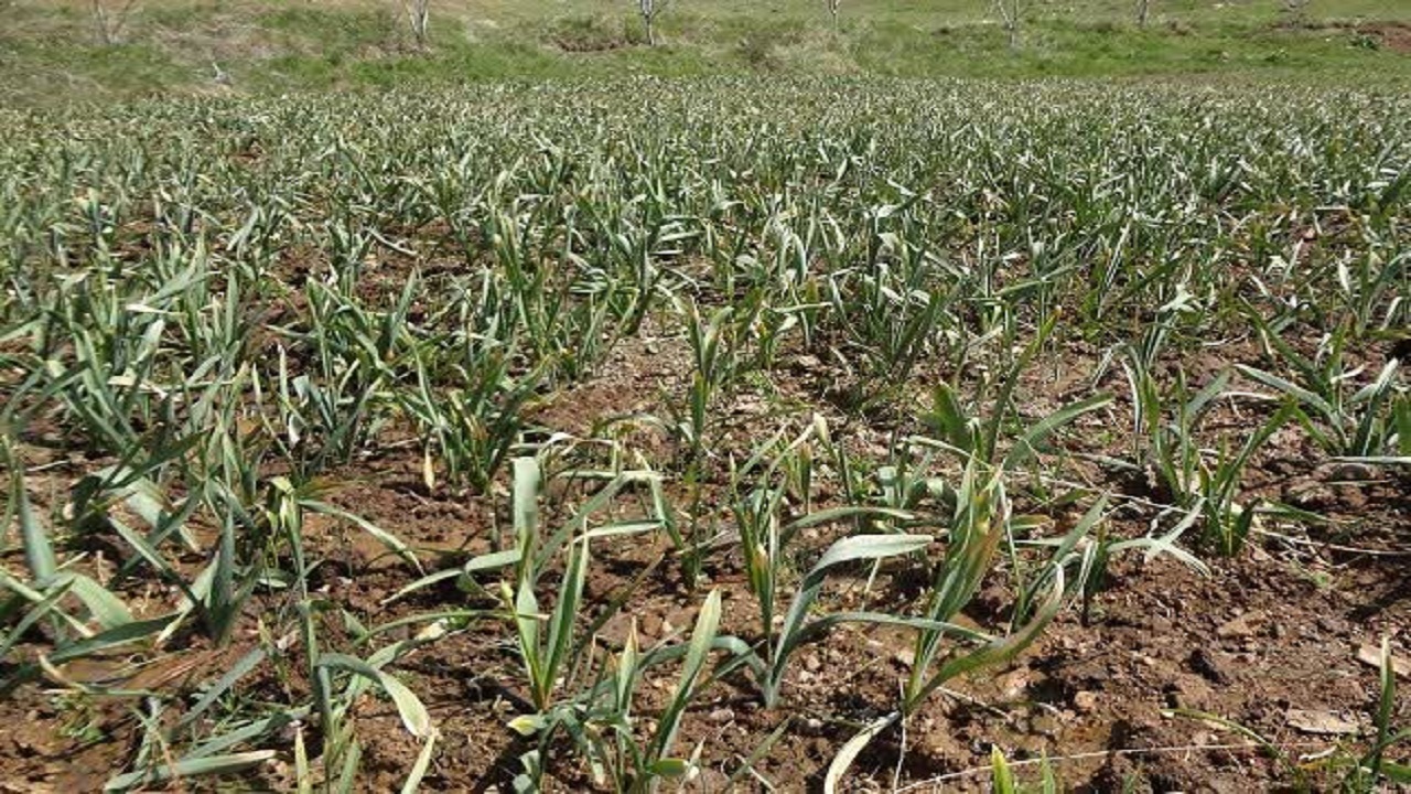 کشت موسیر در ۴۰۰ هکتار از اراضی کشاورزی چهارمحال و بختیاری