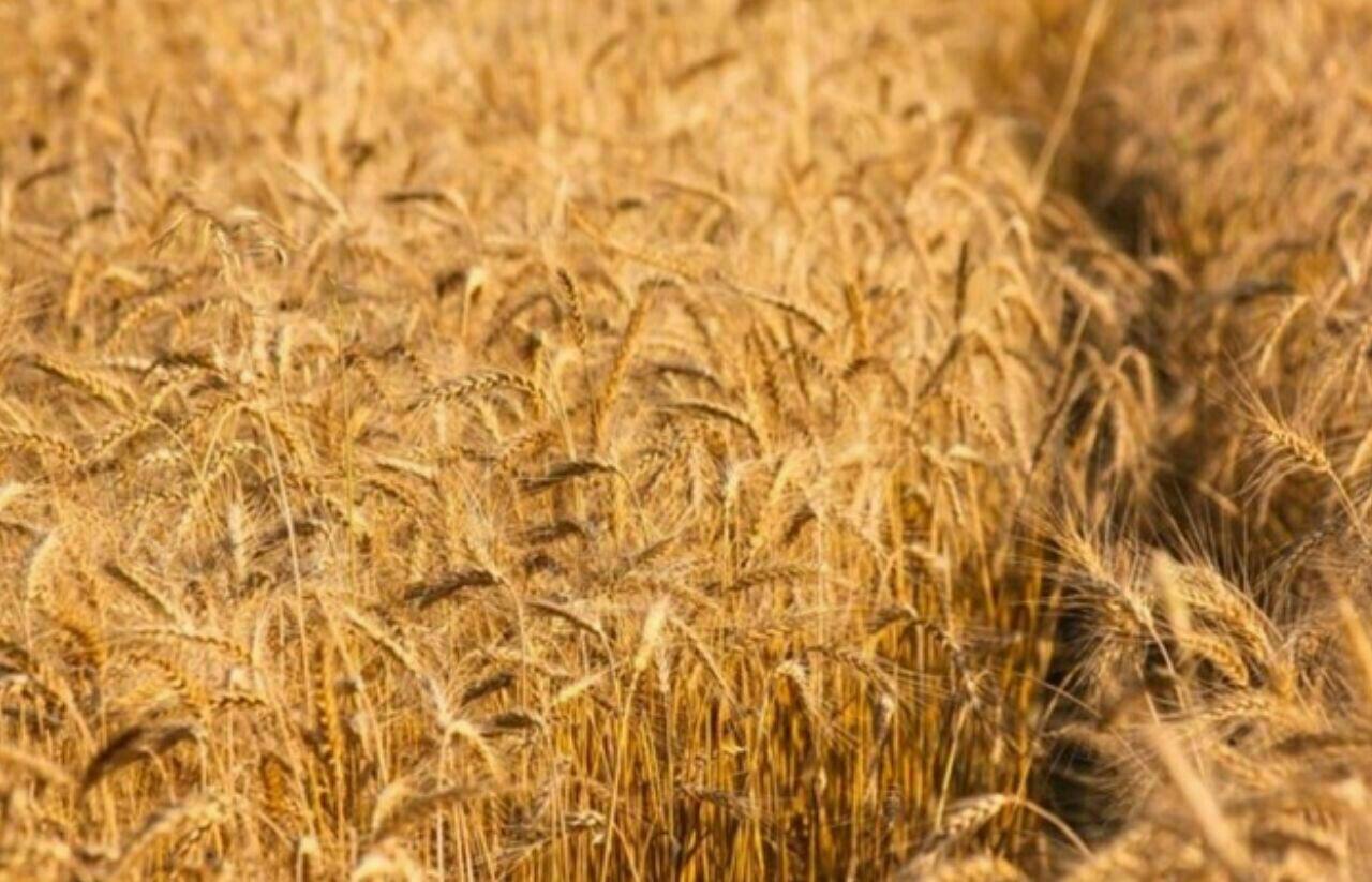 ۹۸ درصد کل مطالبات گندم کاران استان ایلام پرداخت شد