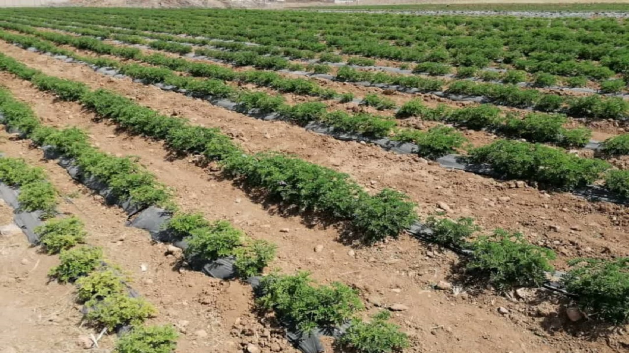 یک هزار و ۶۰۰ هکتار از اراضی چهارمحال و بختیاری در تصاحب گیاهان دارویی