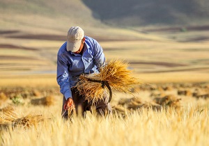 پرداخت بیش از ۳ هزار میلیارد ریال به گندمکاران استان اردبیل