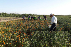  دانه روغنی گلرنگ