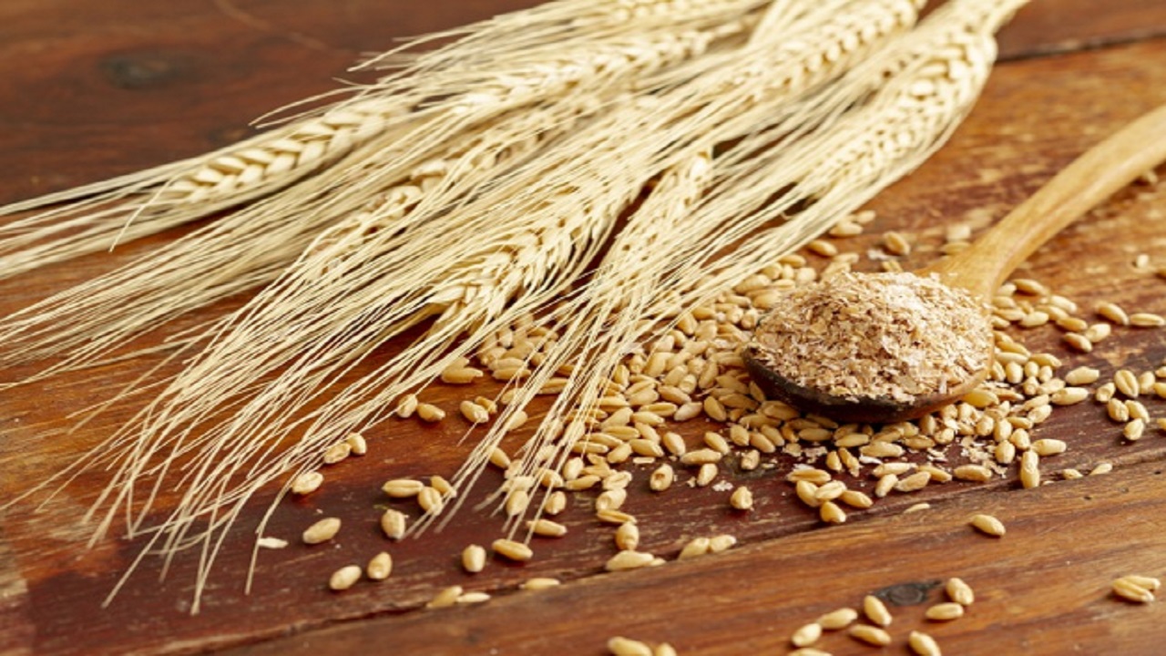 خرید تضمینی گندم از ۷ میلیون و ۲۰۰ هزار تن گذشت