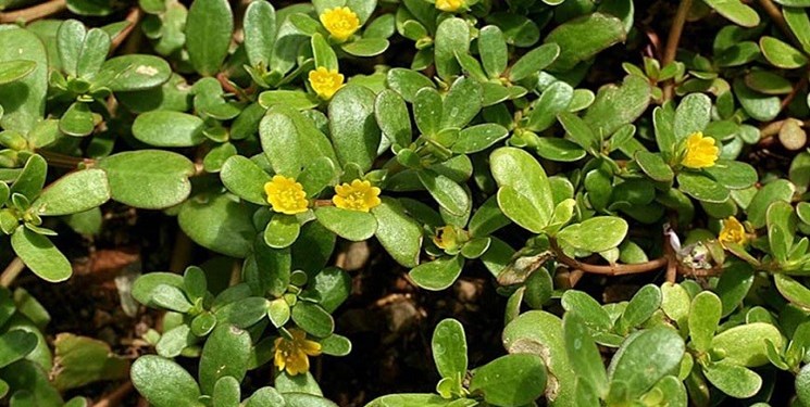 خواص درمانی «خرفه» و ارزش غذایی بی‌شمار آن