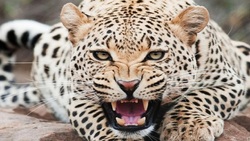 کمین دیدنی پلنگ از روی درخت برای شکار ایمپالا + فیلم