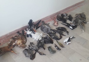 ۱۳ گونه تاکسیدرمی شده حیات وحش در مشگین شهر کشف شد