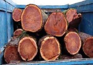 کشف و ضبط ۵ اصله گرده بنه قاچاق جنگلی در استان اردبیل
