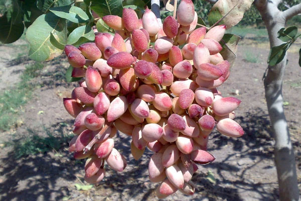 سفر مجازی به شهر ماه در خراسان رضوی + تصاویر