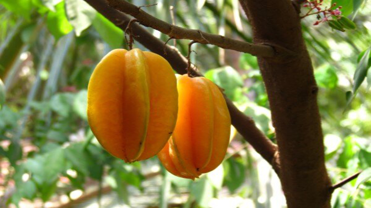 میوه اختری طبع سرد دارد یا گرم؟