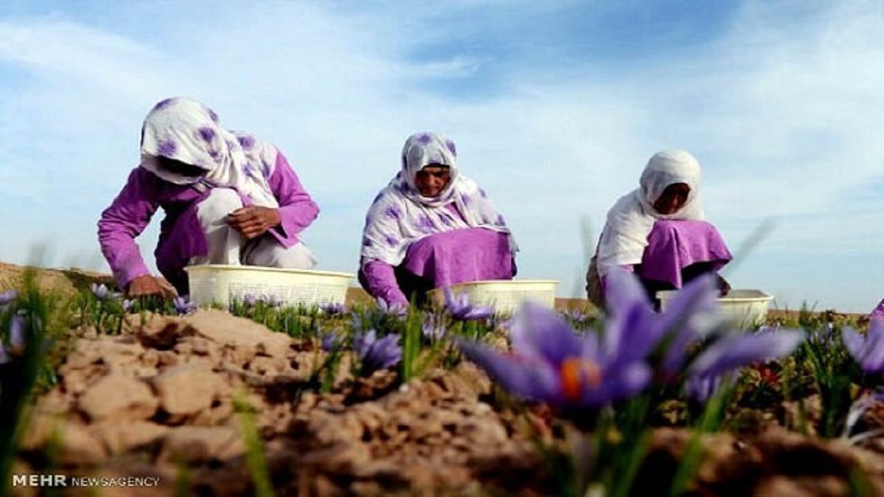 پرداخت مطالبات زعفران کاران تربت حیدریه تا ۱۵ روز آینده