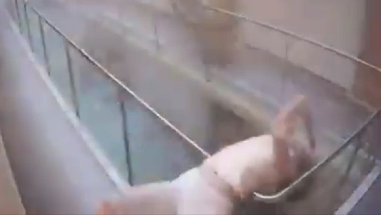 لحظه تکان دهنده مرگ همسر سفیر هلند در انفجار بیروت