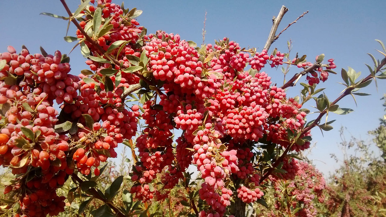 ضربه کرونا بر پیکر یاقوت سرخ/ کنسرسیوم چتر زرشک می‌شود