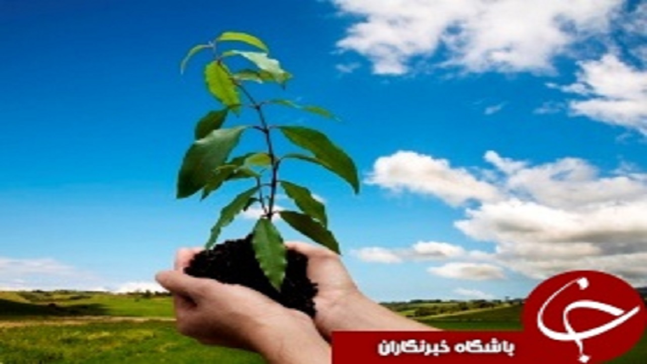البرز خاستگاه بزرگ‌ترین نهالستان کشور