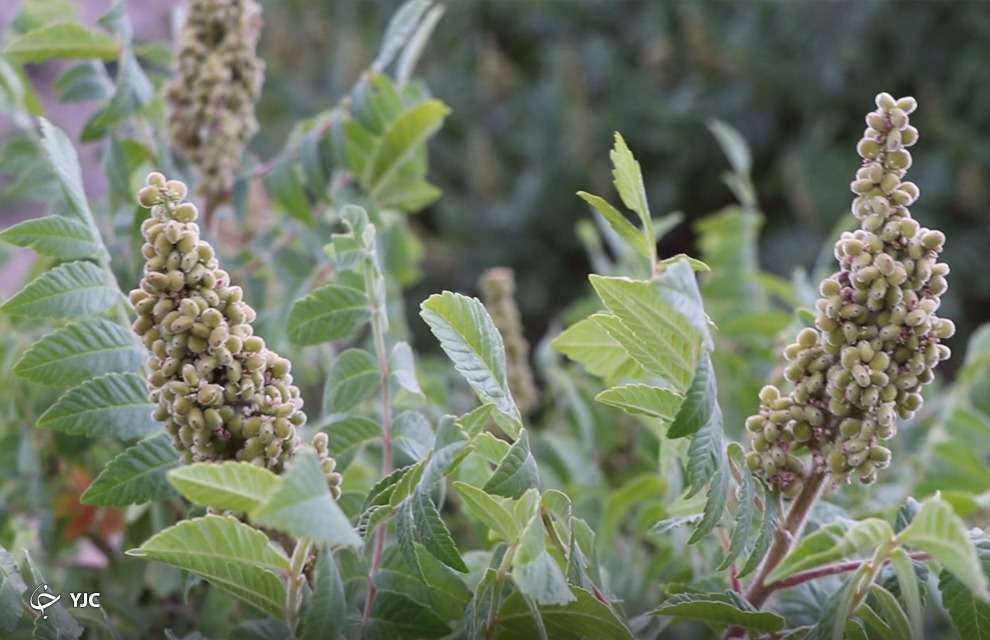روستای خانیک گناباد، پایتخت سماق در کشور است