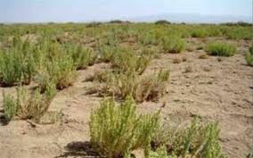 ۶۵ هزارهکتار از اراضی استان همدان در آستانه بیابانی شدن