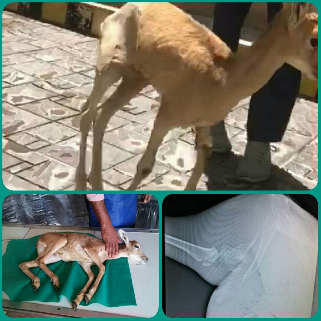 انتقال بره قوچ هفتاد قله به بیمارستان