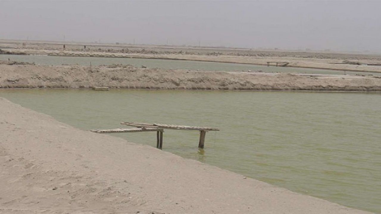 زیرساخت‌های ۴۰۸ هکتار زمین برای کشت میگو در گواتر دشتیاری آماده است