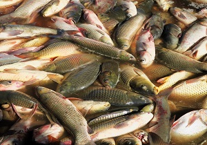 بی آبی جان ۲ هزار ماهی را گرفت