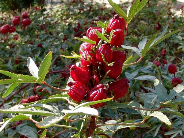 چای ترش بختگان ۴ ماه زودتر از موعد به بار نشست