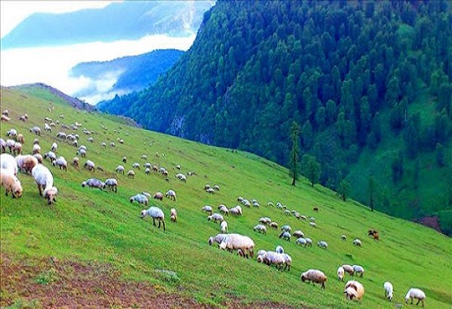 روزنه شکر/ ماجرای چوپان مبتکر و گوسفندان زبل