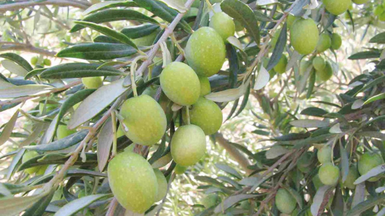 طرح توسعه باغات زیتون هلیلان سه سال دیگر تکمیل می‌شود