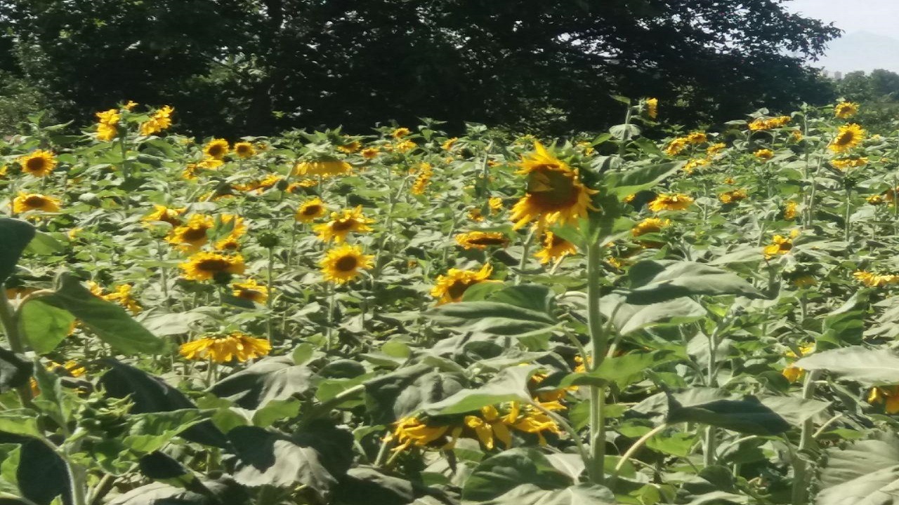 تصاویری از مزارع آفتابگردان در روستای اردکلو مرند