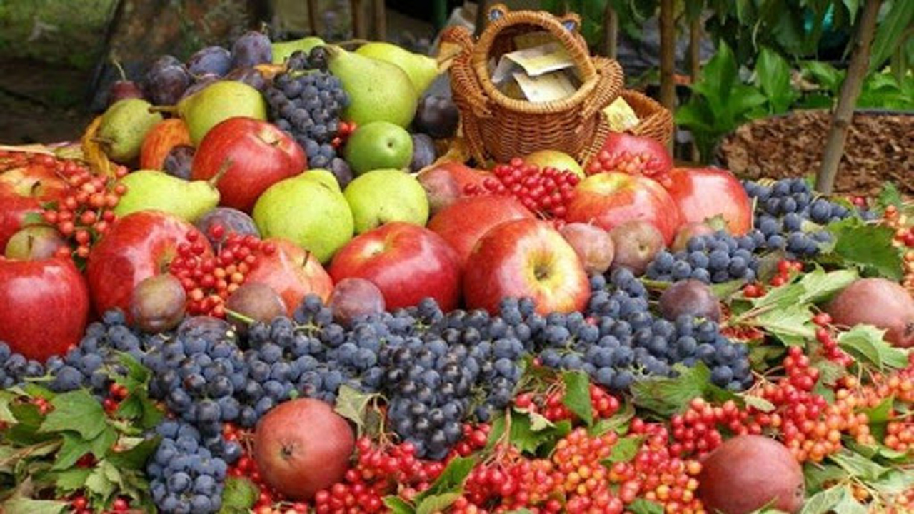 تولید بیش از ۸۶ هزار تن محصولات باغی در شهرستان مهاباد