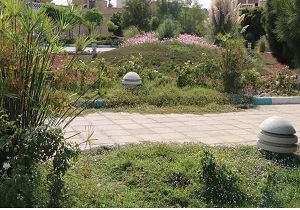 تحول در کاشت گونه‌های گیاهی برای اولین بار در استان یزد