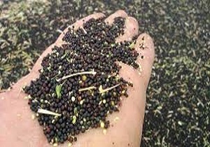 ۱۰۰ درصد مطالبات کلزاکاران کردستانی پرداخت شد