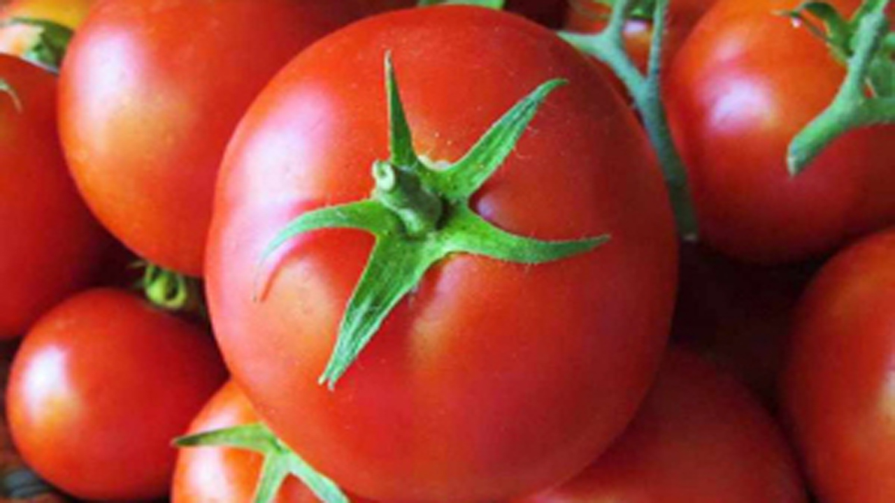 برداشت گوجه فرنگی در بیضا