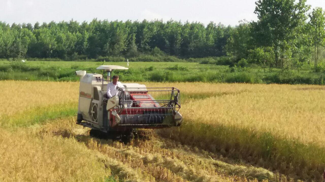 برداشت برنج از ۲۲ هزار هکتار از شالیزارهای گیلان