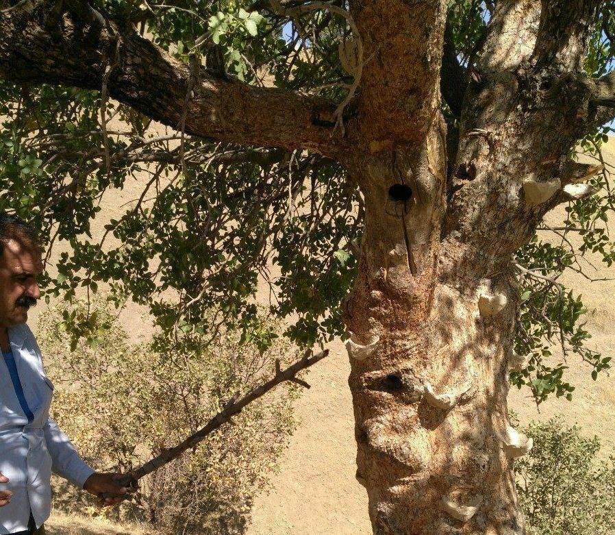 تخریب جام های غیر مجاز در دالاهو