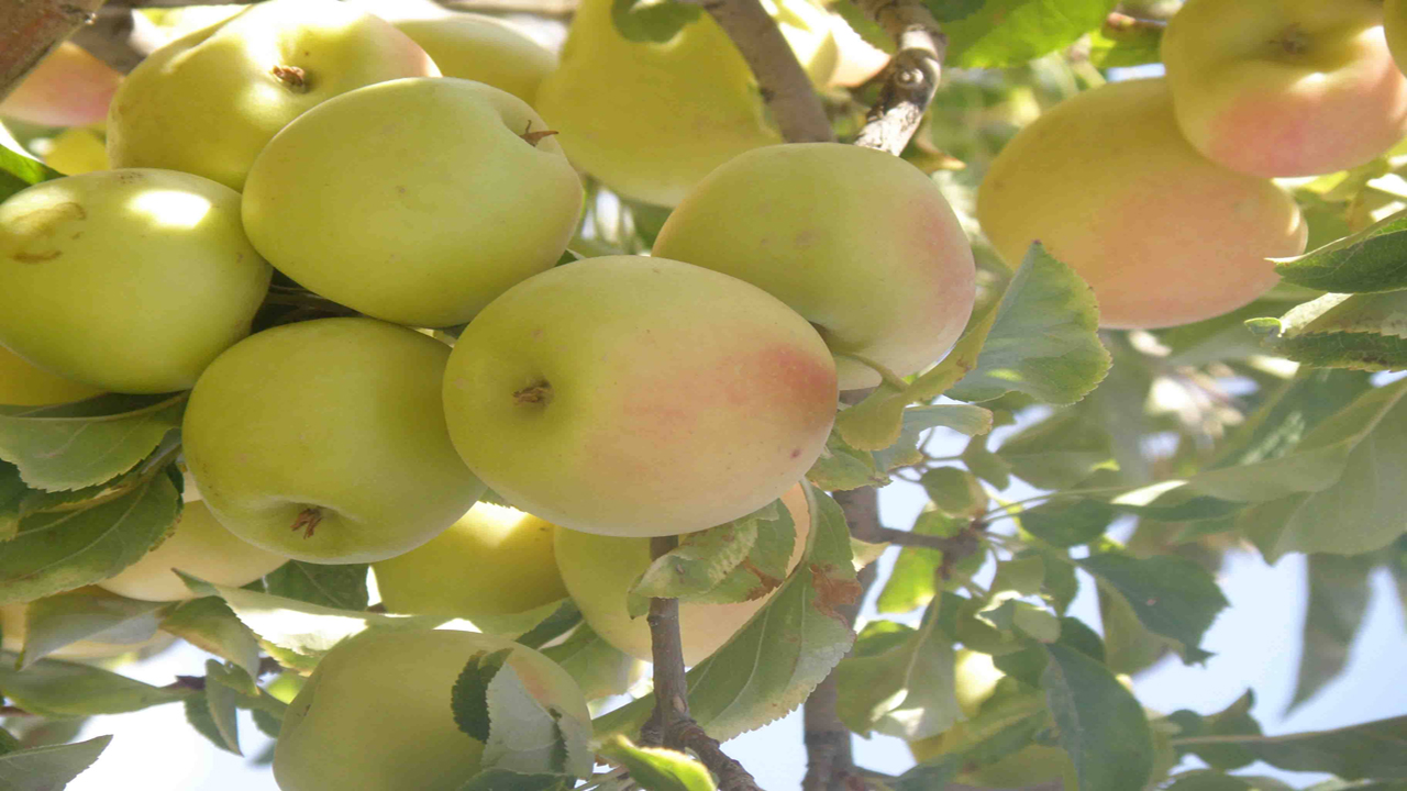 برداشت سیب گلاب در آباده