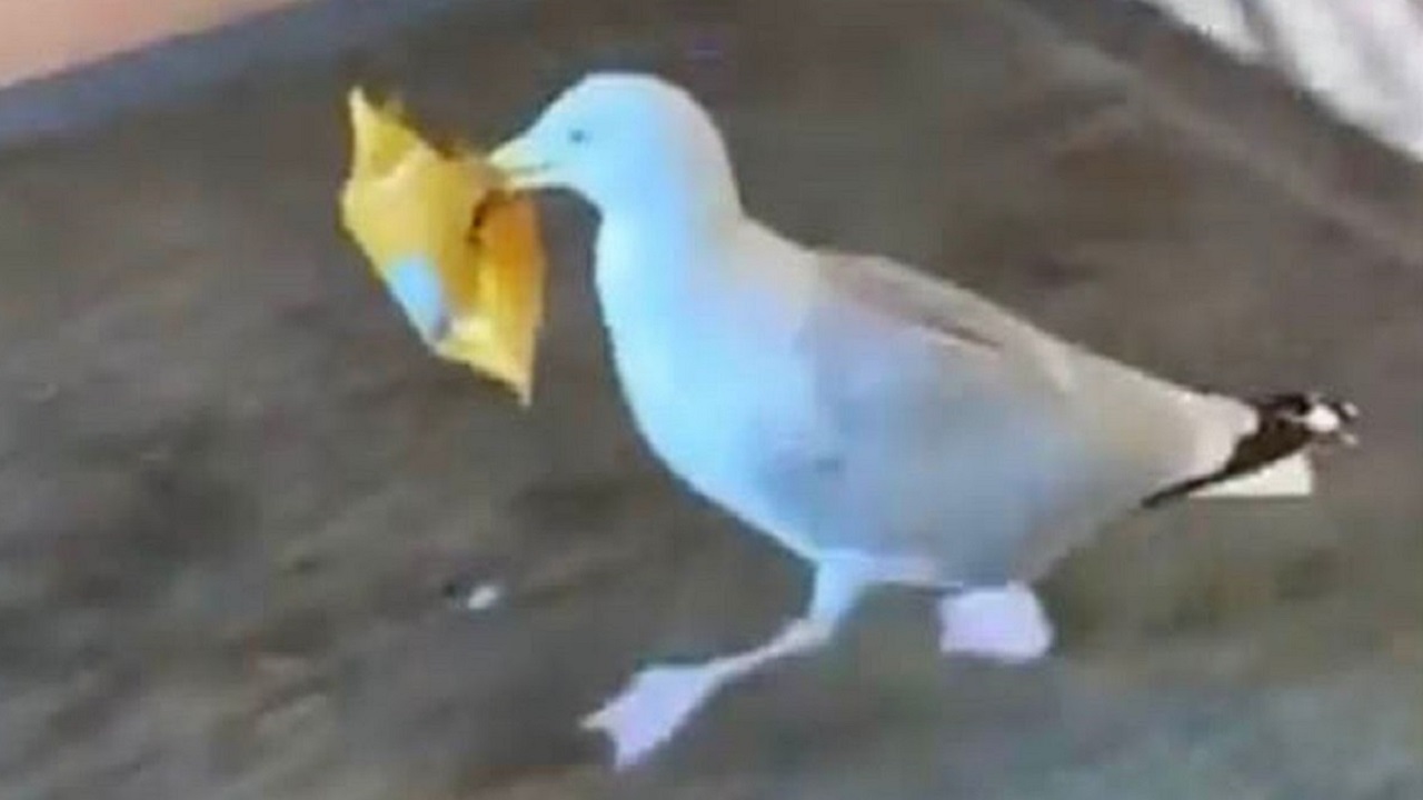 لحظه سرقت مرغ دریایی از کافی شاپ!