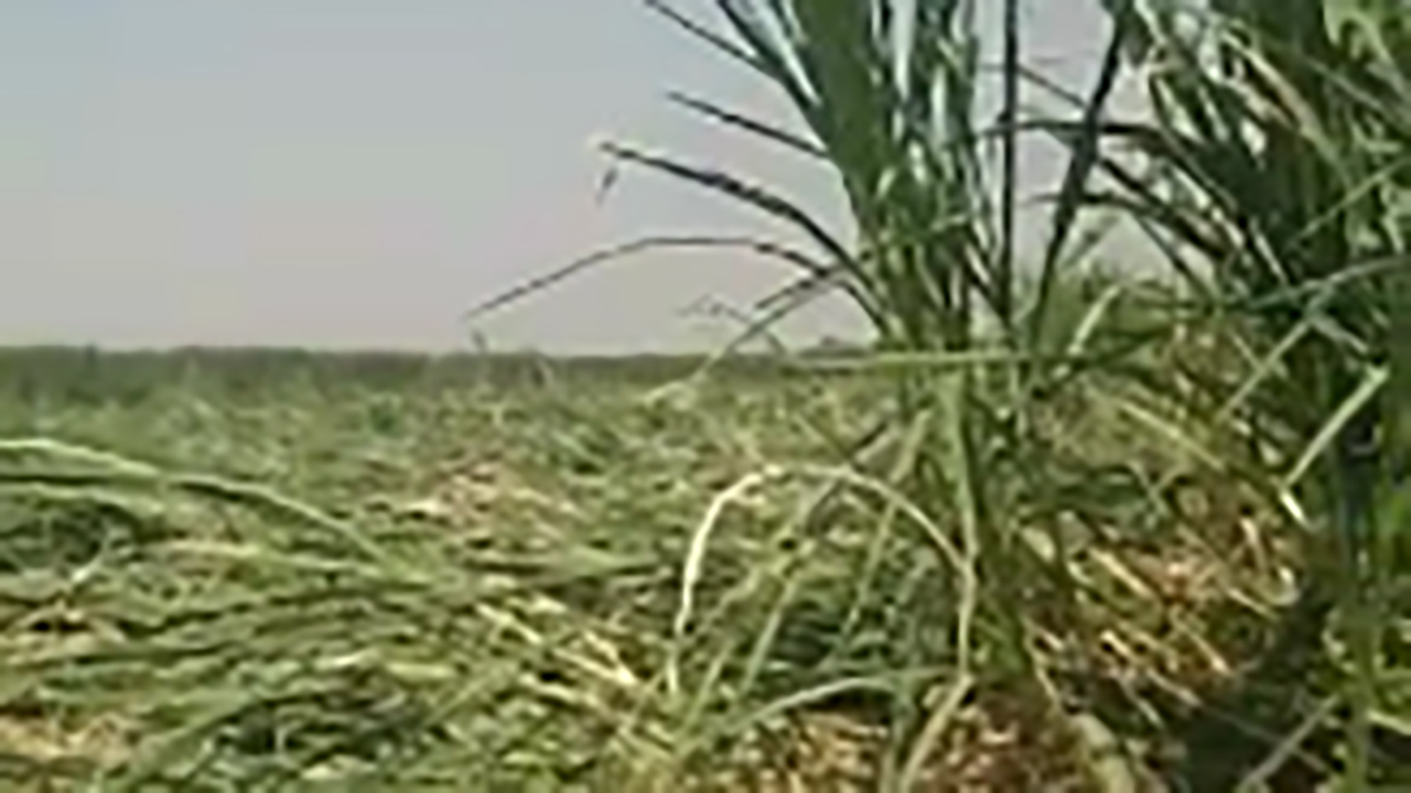 فیلمی از مزرعه نیشکر در خوزستان