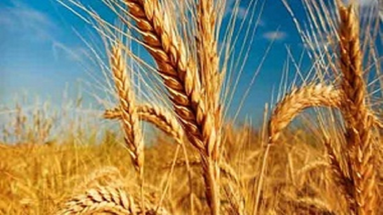 سمنانی ها ۱۰ میلیارد و ۸۹ میلیون تومان زکات پرداخت کردند